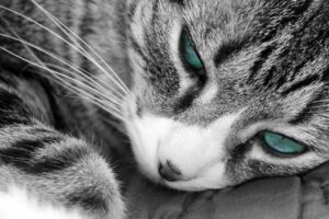 ヒゲ脱毛のデザインによる効果の変化はどのようなものですか？