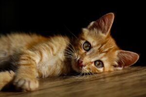 医療脱毛でしぶといひげの効果を実感するには？