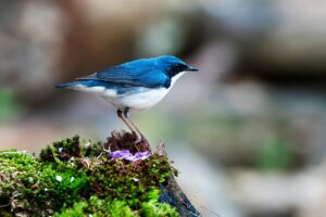 背中脱毛の効果は何回で薄くなるの？