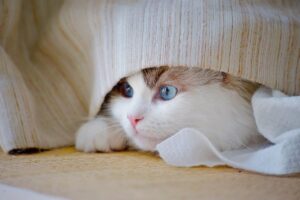 家庭用脱毛器の冷却効果はどれくらい期待できる？