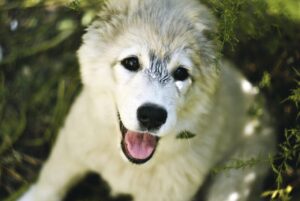 背中脱毛の効果は産毛に対して何回必要？