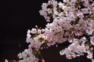 札幌で医療脱毛の効果が高い院はどこ？